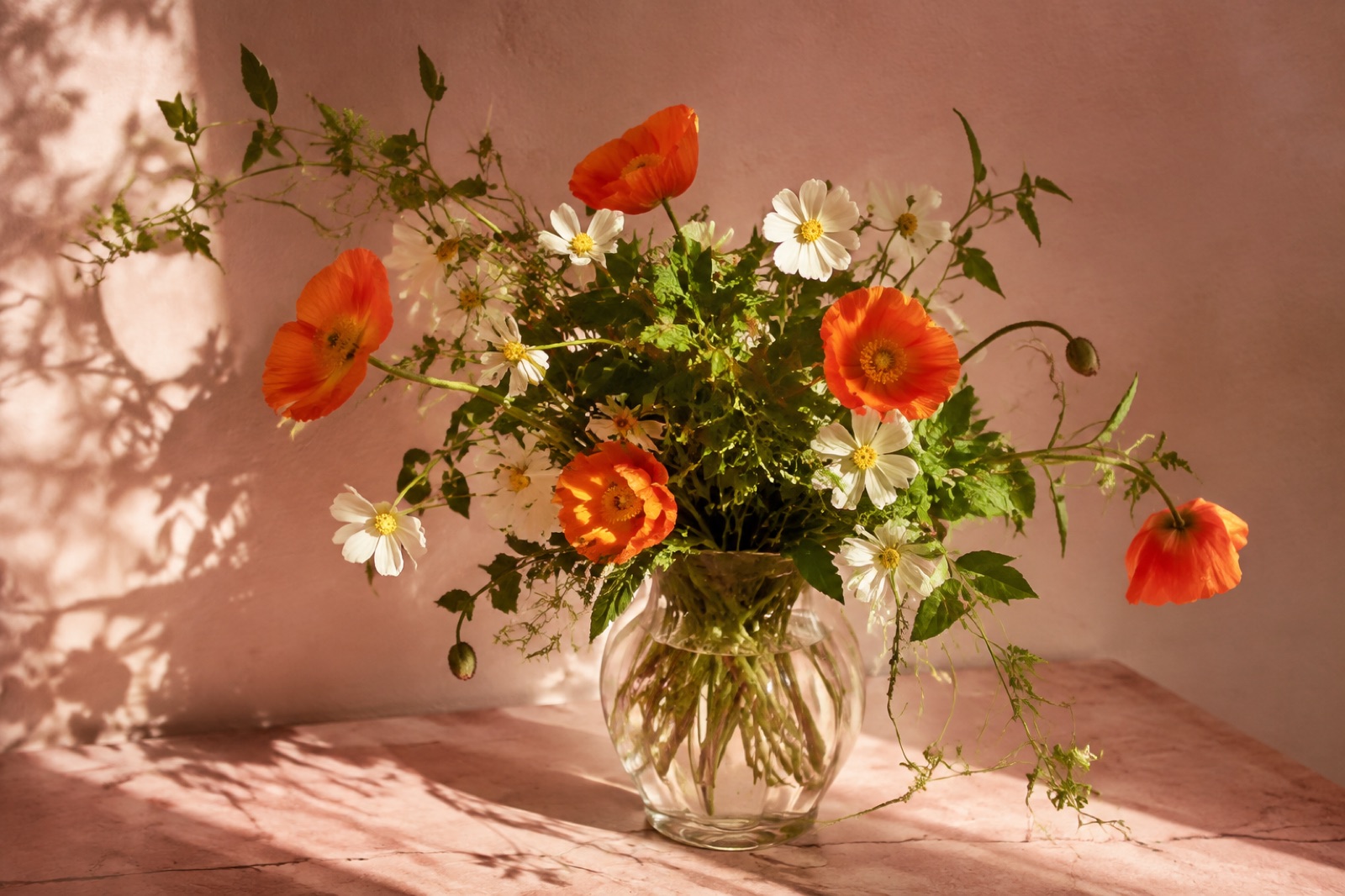 Orange poppies and white cosmos in a glass vase in sunlight